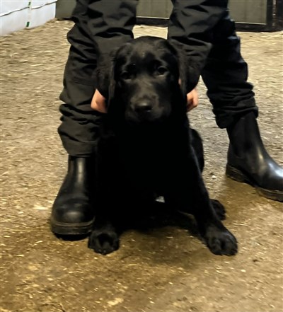 Sincher's Friendly Fellow